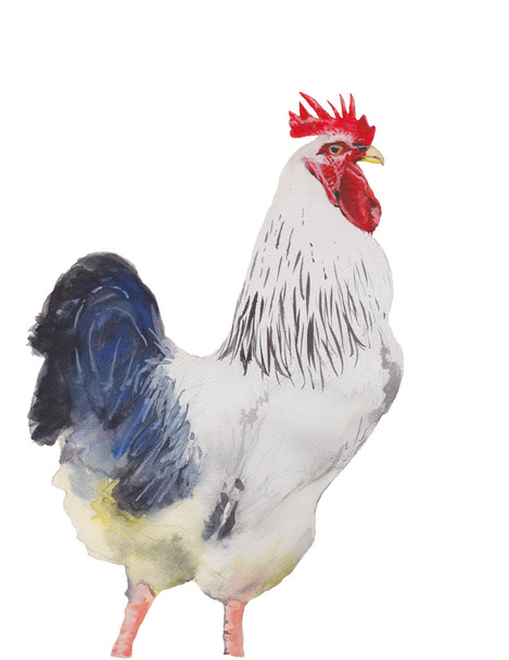 Kurczak na białym tle akwarela malarstwo. Akwarela ręcznie malowane ilustracje zwierzę ładny. - Zdjęcie, obraz