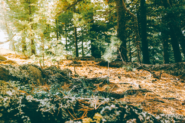 Корни деревьев и желтые иголки кедрового леса
 - Фото, изображение