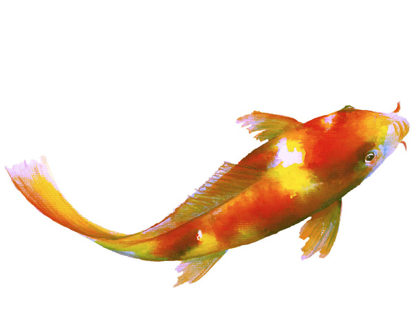 分離された鯉魚鯉水彩絵。水彩の手描きのかわいい動物イラスト. - 写真・画像