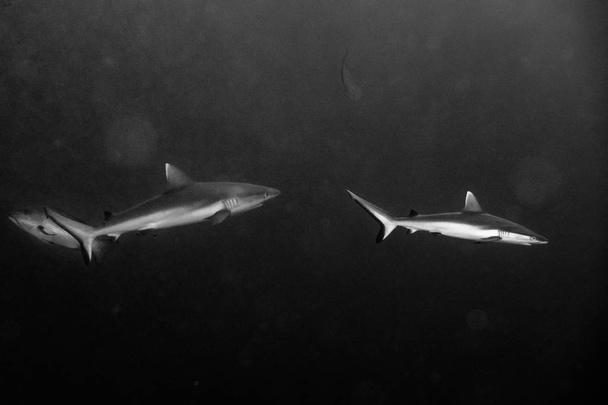 ataque gris tiburón blanco en b & w
 - Foto, imagen