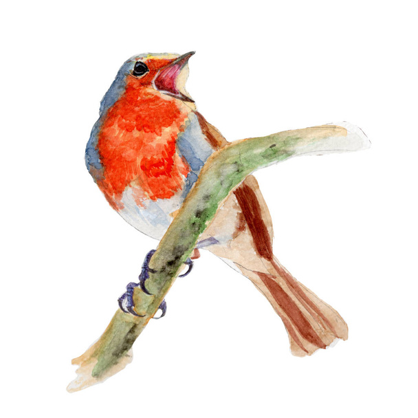 Robin Bird Watercolor painting isolated. Watercolor hand painted cute animal illustrations. - Photo, Image