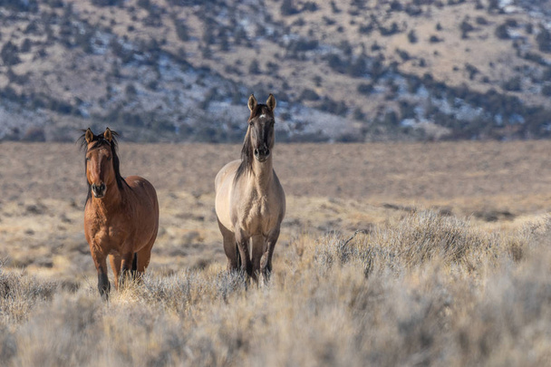 párek divokých koňských hřebců v poušti Utah - Fotografie, Obrázek