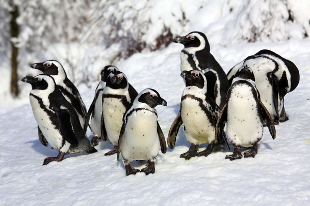 pinguim-anão
 - Foto, Imagem