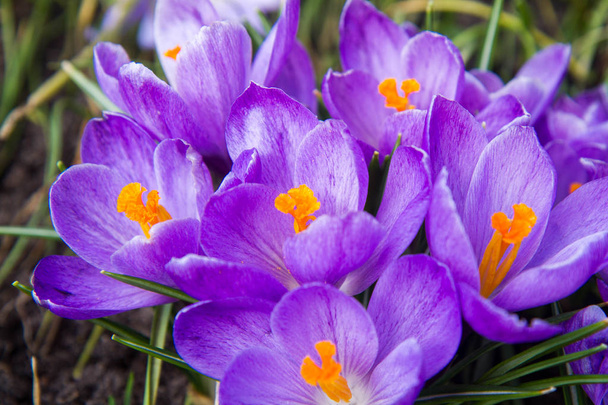 Purple crocus flowers blooming in a garden - Fotó, kép
