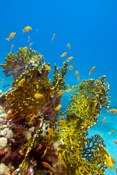Coral reef with great yellow fire coral and fishes at the bottom of redl sea - Photo, Image