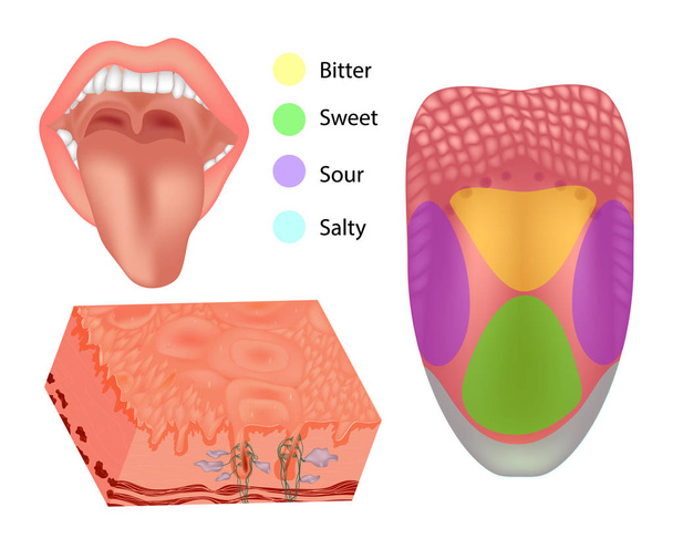 Anatomía partes de la lengua humana. Ilustración que representa la anatomía del gusto. Lengua con sus cuatro áreas (amarga, agria, dulce y salada)
)  - Vector, imagen
