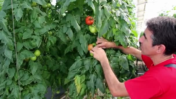 rolnik następuje wzrost pomidorów - Materiał filmowy, wideo