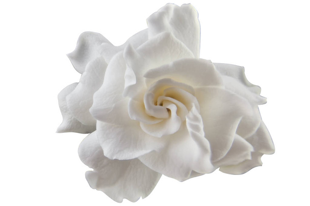 gyönyörű fehér virág gardenia fehér háttér - Fotó, kép