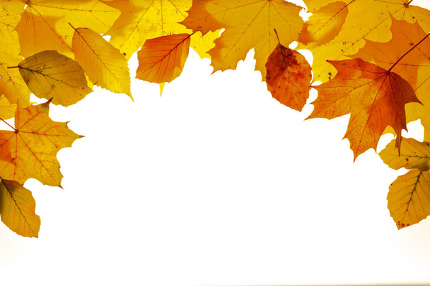 Rand mit herbstfarbenen Blättern isoliert über weißem Hintergrund - Foto, Bild