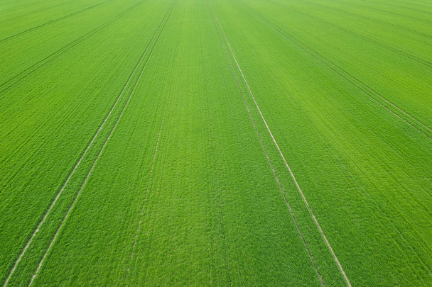 Зеленый весенний сезон. Вид с воздуха. Пшеница
. - Фото, изображение