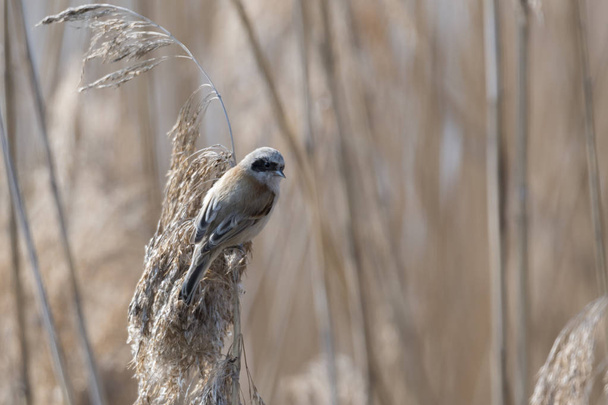 Remiz pendulinus wahadła ptak na reed - Zdjęcie, obraz