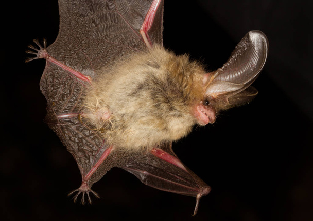 Morcego de orelhas compridas Plecotus auritus
 - Foto, Imagem