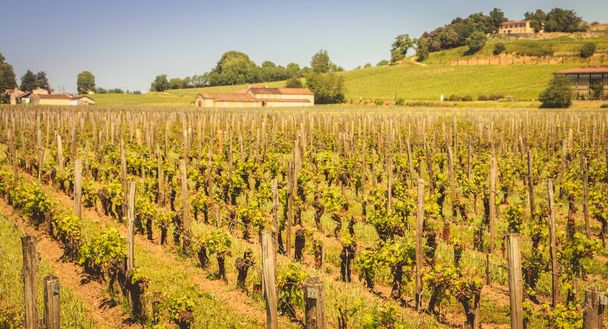 vignoble de Saint-Emilion, France, près de Bordeaux à la fin de s
 - Photo, image