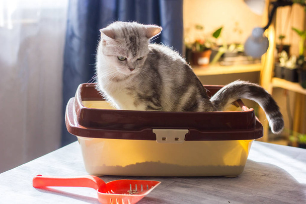 Kot siedzący w kocim kuwecie lub tacy - Zdjęcie, obraz