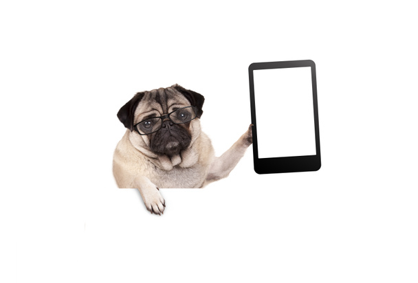pug puppy dog with glasses holding up blank tablet or mobile phone, hanging on white banner, isolated - Photo, Image