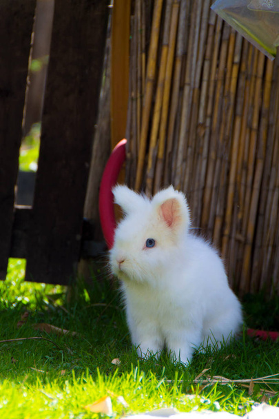 маленький белый кролик - Фото, изображение