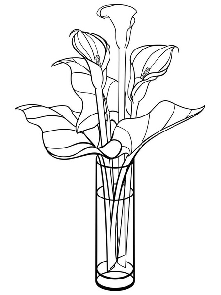 Callas in a vase. Calla, lily with leaves. Flowers in a glass vase. Bouquet. Line drawing. For coloring. - Vektor, kép