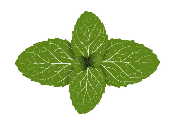 peppermint leaf - Vector, Image