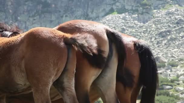 Cavalli a coda
 - Filmati, video