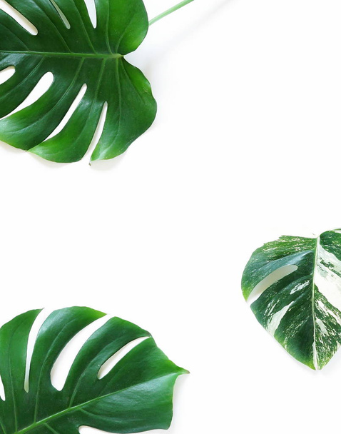 Abstract frame made of green tropical  leaves on white background. Flat lay, top view. copy space - 写真・画像