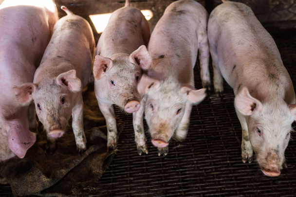 Грязная свинья на органической ферме в сельской местности, Swine industrail
 - Фото, изображение
