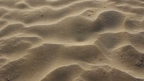 Περπάτημα ή να κινείται προς τα εμπρός στην άμμο - Πλάνα, βίντεο