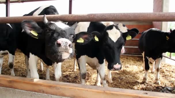 Holstein-Friesian βοοειδή γαλακτοπαραγωγής - Πλάνα, βίντεο