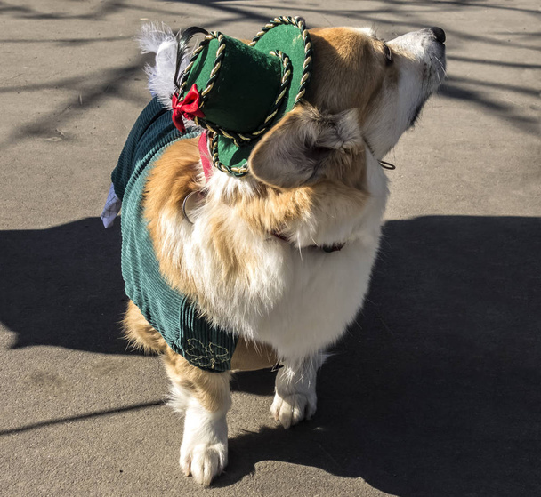 Σκύλος Pembroke ουαλλέζικο Corgi σε ένα πράσινο καπέλο - Φωτογραφία, εικόνα