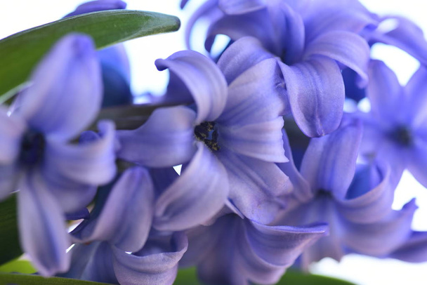 Свежие фиолетовые цветы гиацинта
 - Фото, изображение