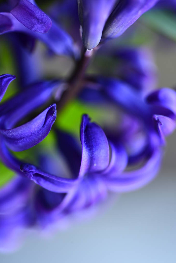 Fresh violet hyacinths background - Photo, Image