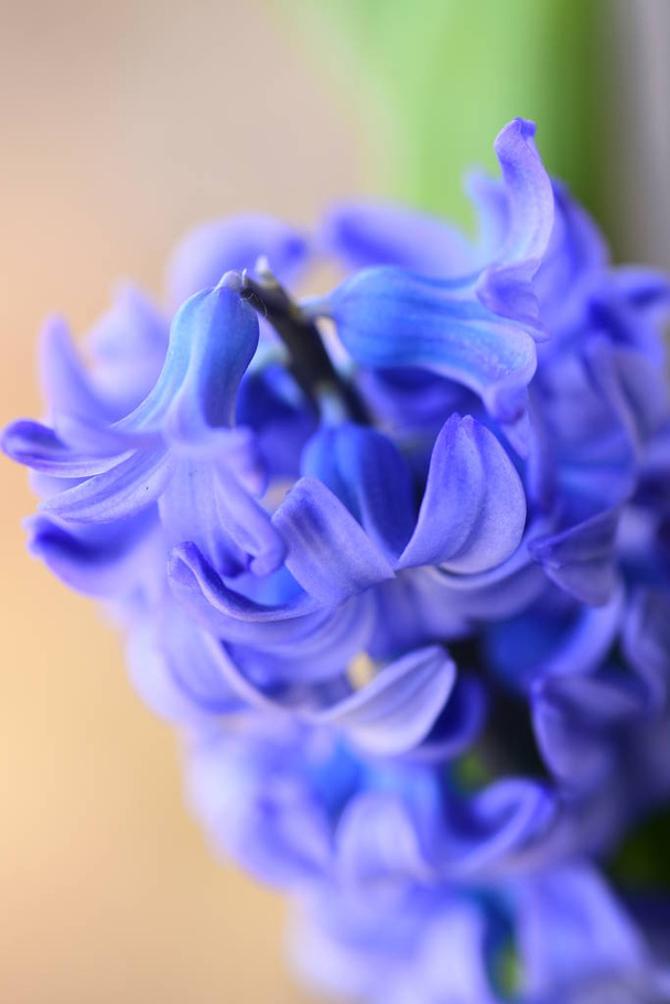 美しい紫色のヒアシンス開花 - 写真・画像