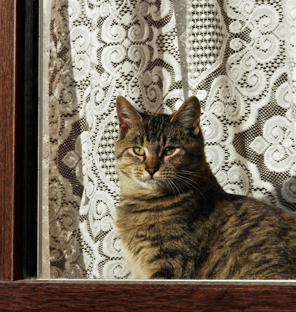 Tabby cat. - Photo, Image