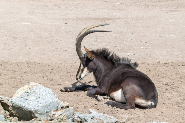 šavle antilopa - Fotografie, Obrázek