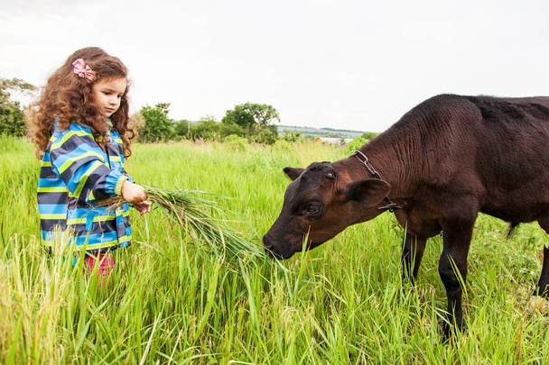 Girl feeds the calf grass - Фото, изображение