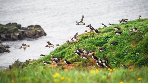 Landscape and North Atlantic puffins at Icelandic seashore - Zdjęcie, obraz