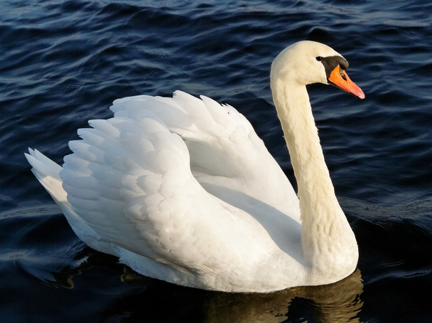 Swan on water. - Photo, Image