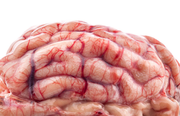 Овечий мозг
 - Фото, изображение