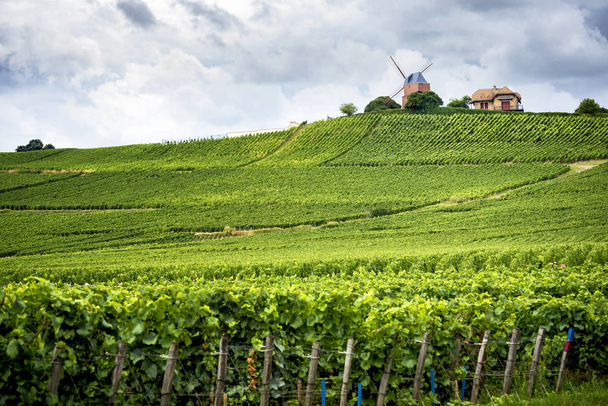 Szampana. Winnica i wiatrak regionu Szampanii w pobliżu Vernezay Francja - Zdjęcie, obraz