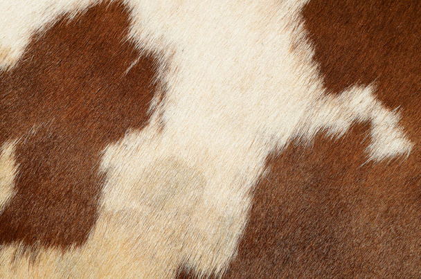 Lehmän nahan sirpale
 - Valokuva, kuva