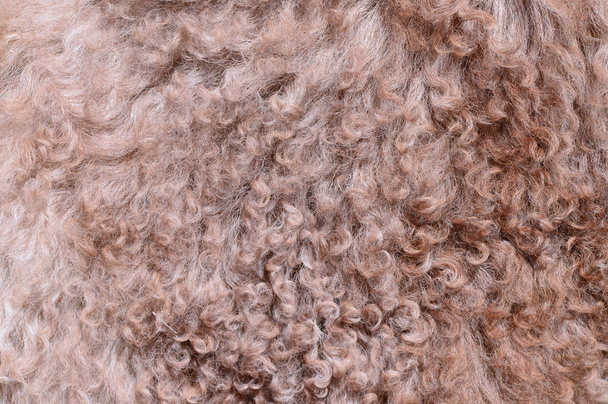 La piel manufacturada de una oveja
 - Foto, Imagen