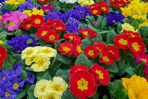 Spring sale of flowers / Primrose - Photo, Image