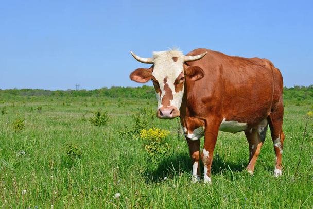 Vaca en un pasto de verano - Foto, Imagen