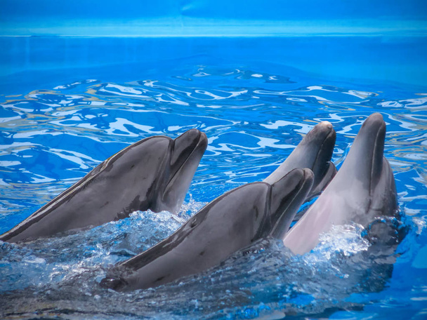 Dolphins group playing in blue water - Photo, Image