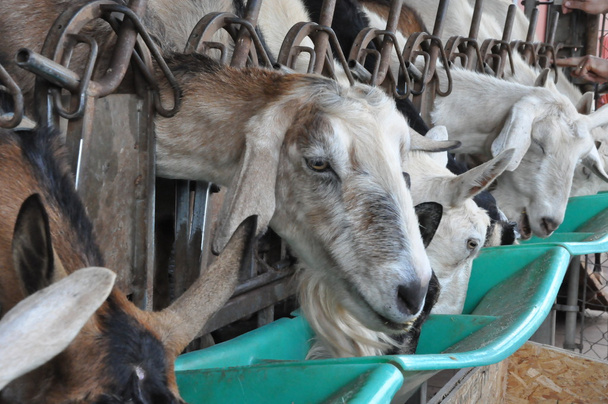 Goat on a Farm - Fotó, kép