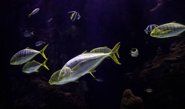 Trooppiset kalat meri
 - Valokuva, kuva