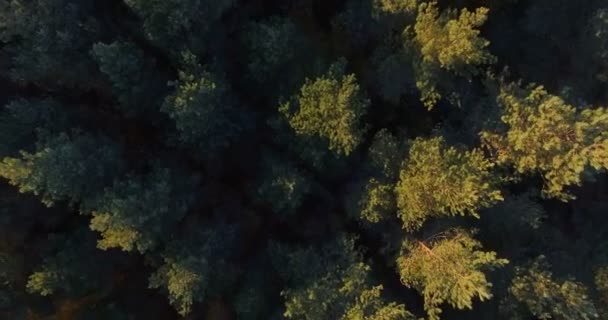 Prosto w dół ptaka mieszane drewna lisciastego i lasów iglastych na jesień sunset. - Materiał filmowy, wideo