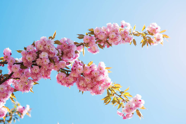 Branch of sakura flower against blue sky, with copy space for text. - Photo, Image