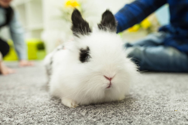 White rabbit with black ears - 写真・画像