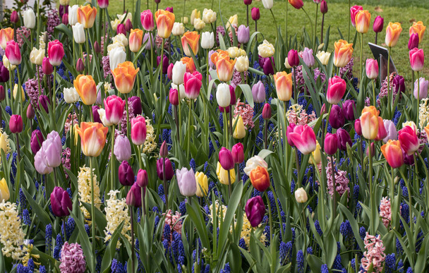 värikäs tulppaanit ja hyasintit kukkivat puutarhassa
 - Valokuva, kuva