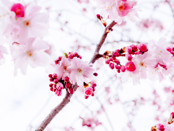 Fresh sakura foliage branch in bloom in Japanese garden on a calm morning - cherry blossom - Foto, afbeelding